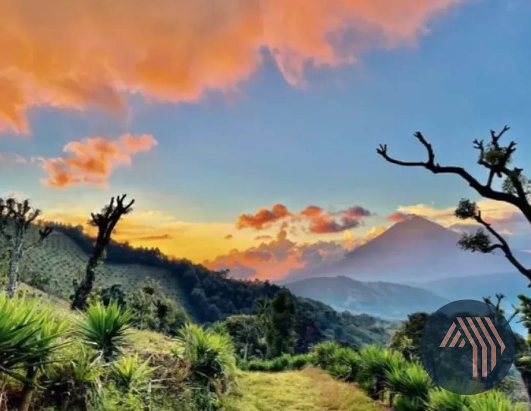 VENTA DE ESPECTACULAR FINCA EN PRODUCCIÓN - SAN VICENTE PACAYA — Finca en Venta en San Vicente Pacaya, Escuintla — foto 7 de 10