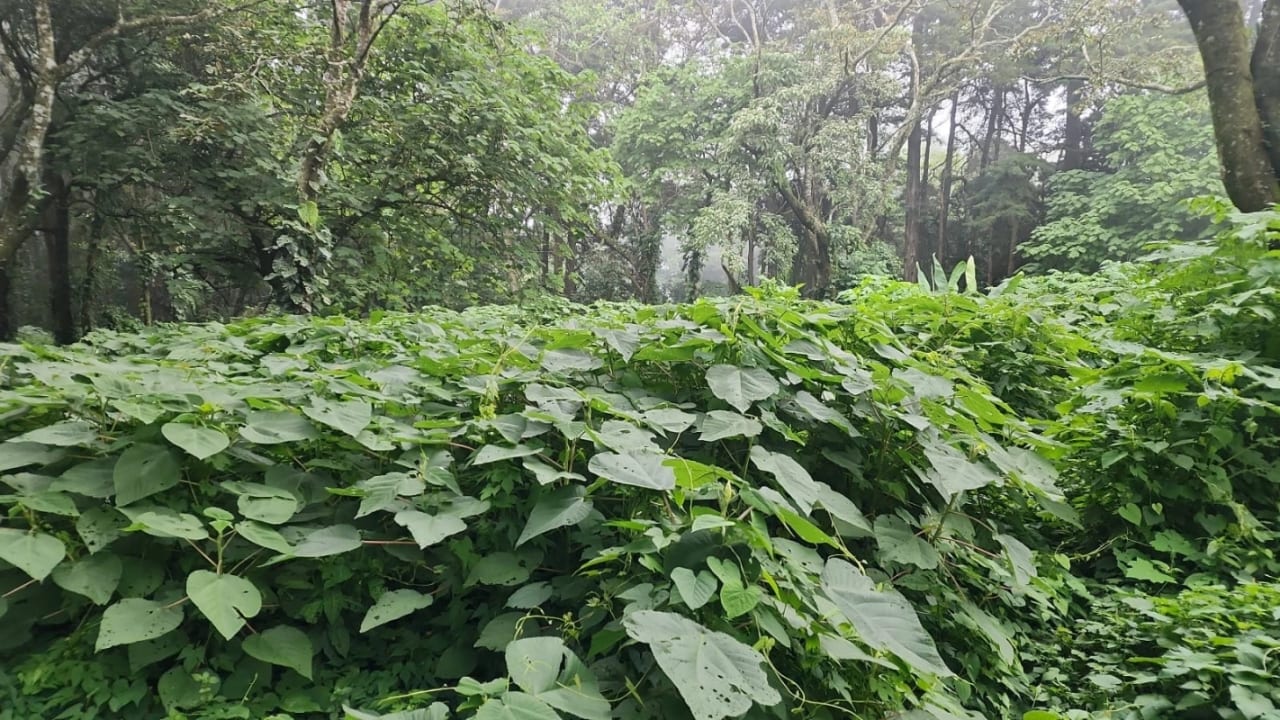 Terreno en venta en Premier Campestre km 23 carretera a El Salvador — Terreno en Venta en Carretera a El Salvador, Guatemala, Ciudad — foto 7 de 7