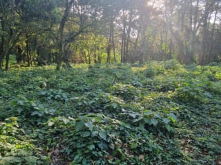 Terreno en venta en Premier Campestre km 23 carretera a El Salvador — Terreno en Venta en Carretera a El Salvador, Guatemala, Ciudad — miniatura 3 de 7