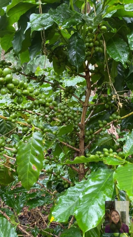 Finca — Finca en Venta en Moyuta, Jutiapa — foto 13 de 14