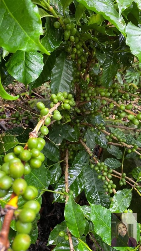 Finca — Finca en Venta en Moyuta, Jutiapa — foto 14 de 14