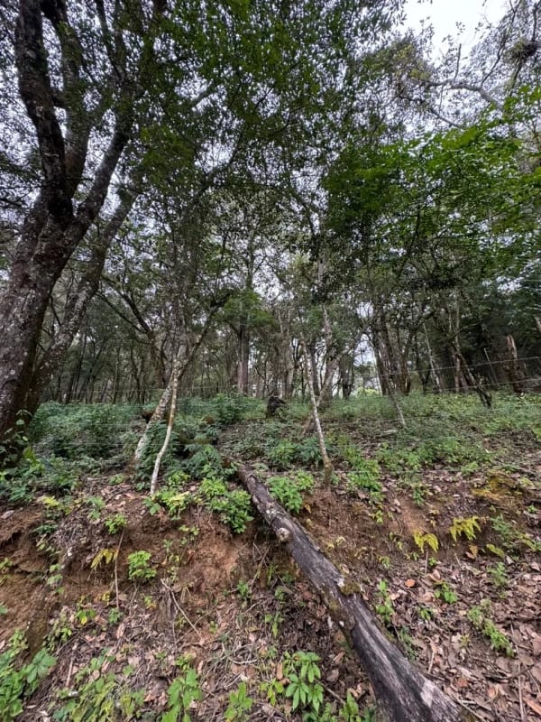 Terreno en Venta -  Tronco 10 El Encinal, zona 7 Mixco — Terreno en Venta en El Encinal, Zona 7 Mixco, Guatemala, Ciudad — foto 4 de 6