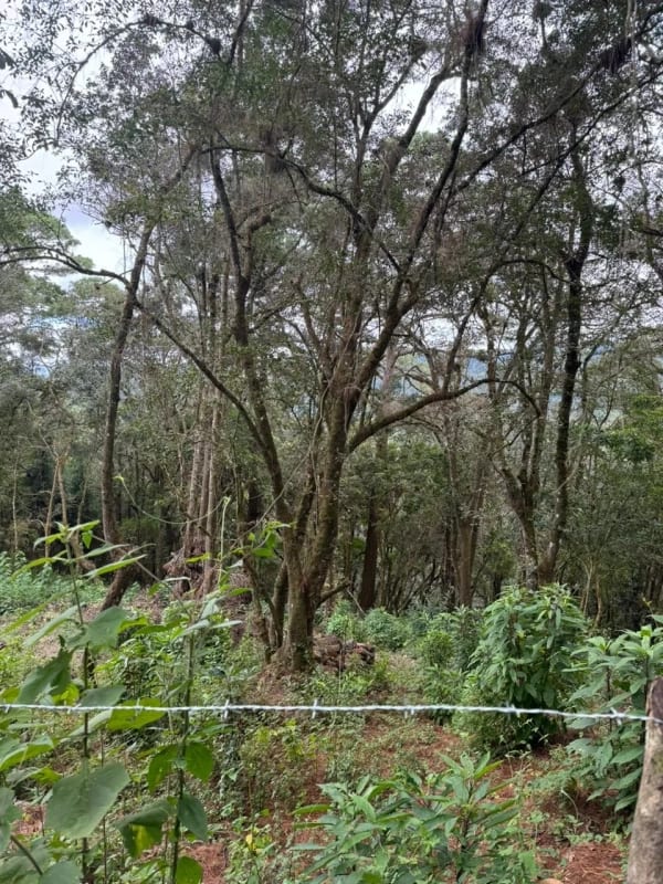 Terreno en Venta -  Tronco 10 El Encinal, zona 7 Mixco — Terreno en Venta en El Encinal, Zona 7 Mixco, Guatemala, Ciudad — foto 3 de 6