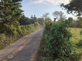 Terreno en Venta ( 4 manzanas ) a 10 minutos de Puerto Quetzal, Escuintla — Finca en Venta en Masagua, Escuintla — miniatura 12 de 16