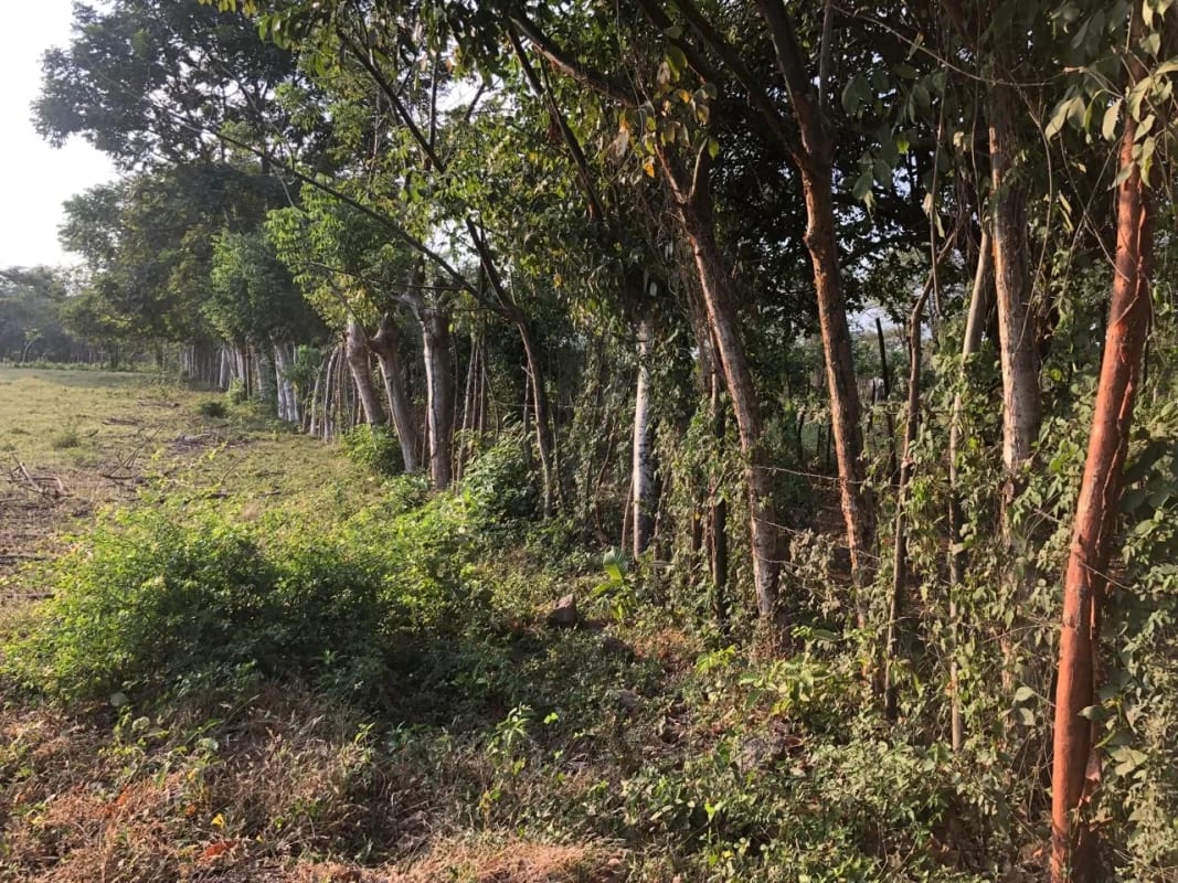Terreno en Venta ( 4 manzanas ) a 10 minutos de Puerto Quetzal, Escuintla — Finca en Venta en Masagua, Escuintla — foto 8 de 16