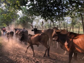Terreno en Venta ( 4 manzanas ) a 10 minutos de Puerto Quetzal, Escuintla — Finca en Venta en Masagua, Escuintla — miniatura 6 de 16