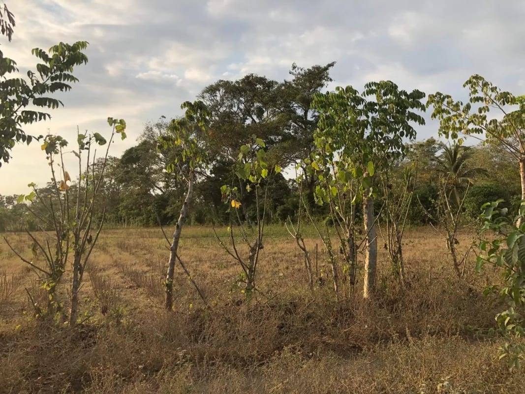 Terreno en Venta ( 4 manzanas ) a 10 minutos de Puerto Quetzal, Escuintla — Finca en Venta en Masagua, Escuintla — foto 3 de 16