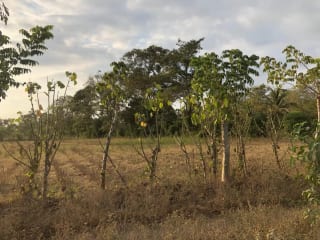 Terreno en Venta ( 4 manzanas ) a 10 minutos de Puerto Quetzal, Escuintla — Finca en Venta en Masagua, Escuintla — miniatura 3 de 16