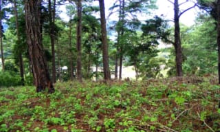 Terreno Premium de 15,960m² en Zona 16: Ideal para Desarrollo — Terreno en Venta en El Pulté, Zona 16, Guatemala, Ciudad — miniatura 8 de 15