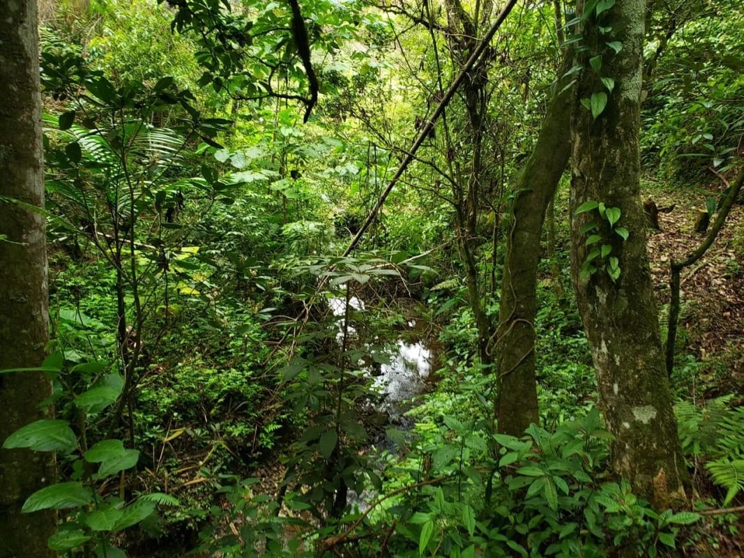 Santuario Natural de 16 Hectáreas con Río Propio - San Juan Chamelco, Alta Verapaz — Terreno en Venta en San Juan Chamelco, Alta Verapaz — foto 8 de 8