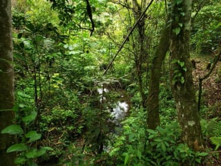 Santuario Natural de 16 Hectáreas con Río Propio - San Juan Chamelco, Alta Verapaz — Terreno en Venta en San Juan Chamelco, Alta Verapaz — miniatura 8 de 8