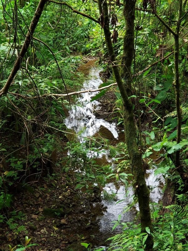 Santuario Natural de 16 Hectáreas con Río Propio - San Juan Chamelco, Alta Verapaz — Terreno en Venta en San Juan Chamelco, Alta Verapaz — foto 7 de 8