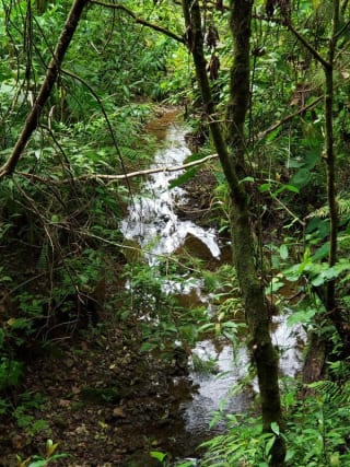 Santuario Natural de 16 Hectáreas con Río Propio - San Juan Chamelco, Alta Verapaz — Terreno en Venta en San Juan Chamelco, Alta Verapaz — miniatura 7 de 8