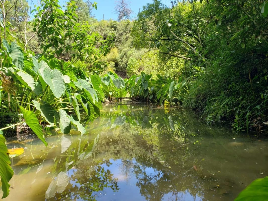 Santuario Natural de 16 Hectáreas con Río Propio - San Juan Chamelco, Alta Verapaz — Terreno en Venta en San Juan Chamelco, Alta Verapaz — foto 2 de 8