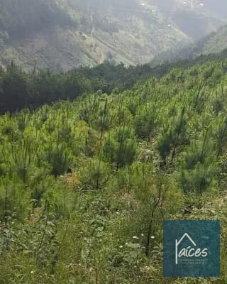 FINCA PLATANAR. Potencial hídrico, madera, cultivo cardamomo y café. — Finca en Venta en Tactic, Alta Verapaz — miniatura 6 de 7