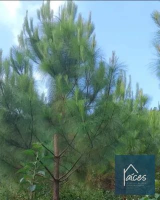 FINCA PLATANAR. Potencial hídrico, madera, cultivo cardamomo y café. — Finca en Venta en Tactic, Alta Verapaz — miniatura 5 de 7