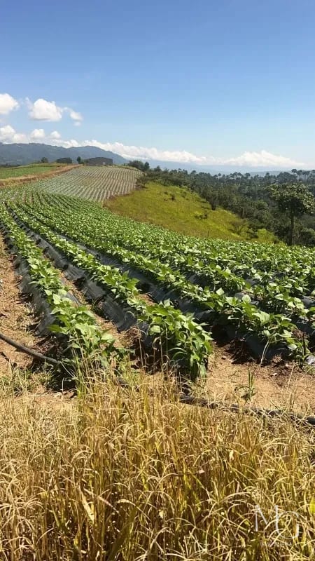 Se vende propiedad en Chimaltenango, sobre carretera con asfalto hacia San Martín Jilotepeque — Finca en Venta en San Martín Jilotepeque, Chimaltenango — foto 1 de 1