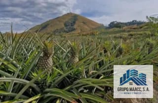 VENTA VARIAS FINCAS JOCOTILLO — Terreno en Venta en Villa Canales, Guatemala, Ciudad — miniatura 2 de 3