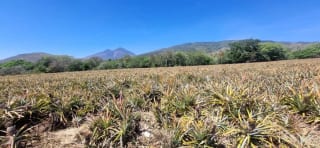 Terreno en Venta en el  Jocotillo Santa Elena Barillas — Terreno en Venta en Santa Elena Barillas, Guatemala, Ciudad — miniatura 8 de 8