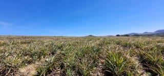 Terreno en Venta en el  Jocotillo Santa Elena Barillas — Terreno en Venta en Santa Elena Barillas, Guatemala, Ciudad — miniatura 7 de 8