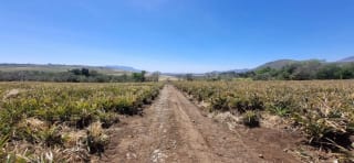 Terreno en Venta en el  Jocotillo Santa Elena Barillas — Terreno en Venta en Santa Elena Barillas, Guatemala, Ciudad — miniatura 5 de 8