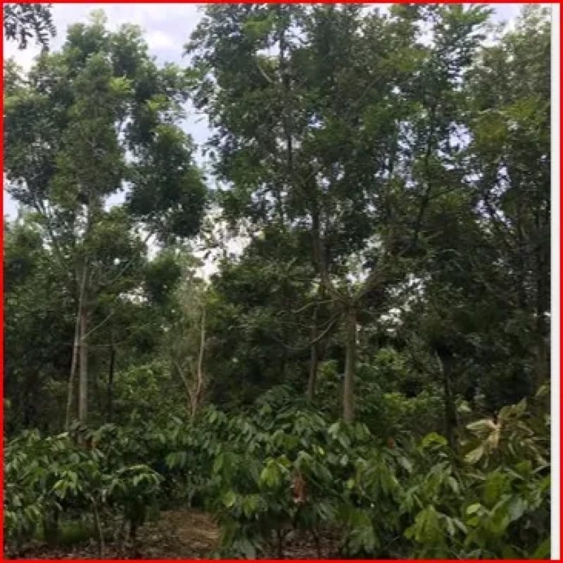 SE VENDE FINCA FORESTAL CERTIFICADA EN ESCUINTLA – GUATEMALA — Finca en Venta en Guanagazapa, Escuintla — foto 7 de 12