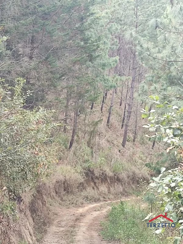 Finca en km 53.5 de la ruta de Chimaltenango — Terreno en Venta en San Martín Jilotepeque, Chimaltenango — foto 7 de 17