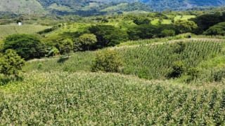 Terreno en El Obrajuelo, Villa Canales — Terreno en Venta en Villa Canales, Guatemala, Ciudad — miniatura 1 de 4
