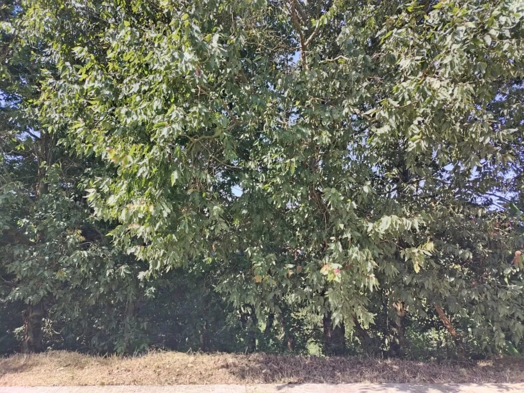 Vendo Terreno Condominio Sausalito, Fraijanes. — Terreno en Venta en Sausalito, Carretera a El Salvador, Guatemala, Ciudad — foto 11 de 17