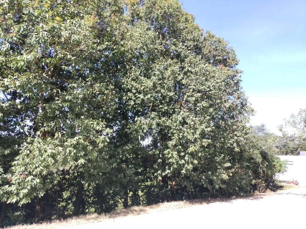 Vendo Terreno Condominio Sausalito, Fraijanes. — Terreno en Venta en Sausalito, Carretera a El Salvador, Guatemala, Ciudad — foto 9 de 17