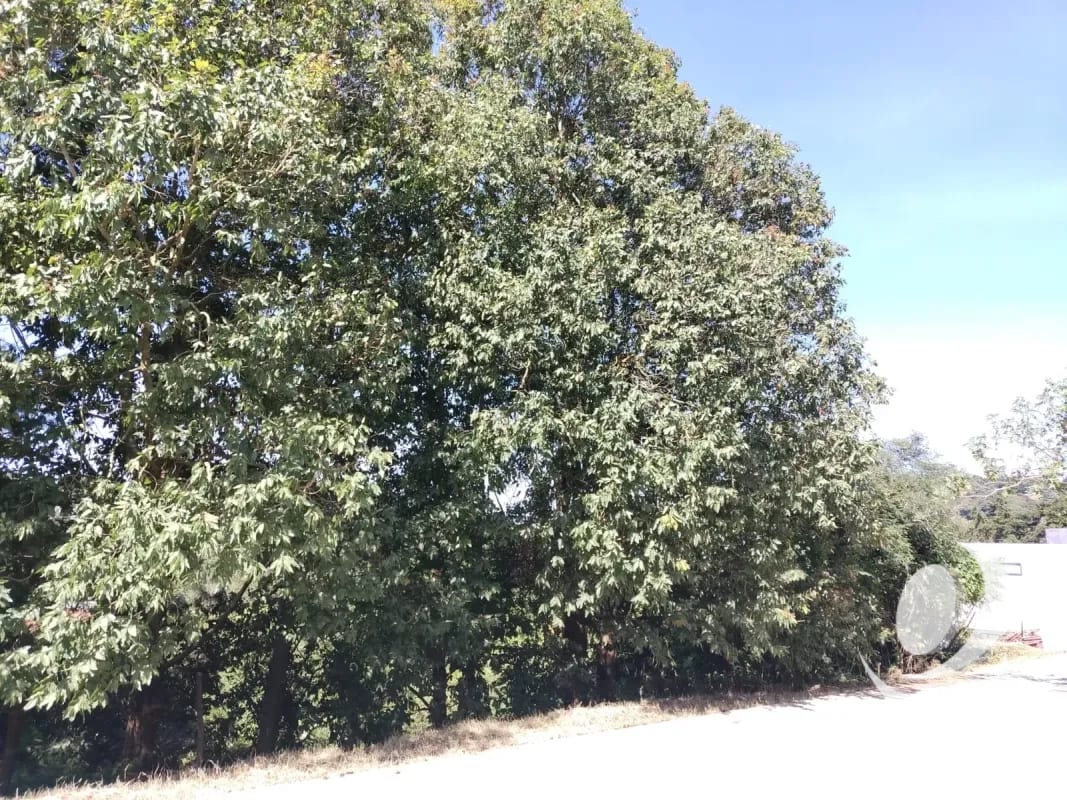 Vendo Terreno Condominio Sausalito, Fraijanes. — Terreno en Venta en Sausalito, Carretera a El Salvador, Guatemala, Ciudad — foto 8 de 16