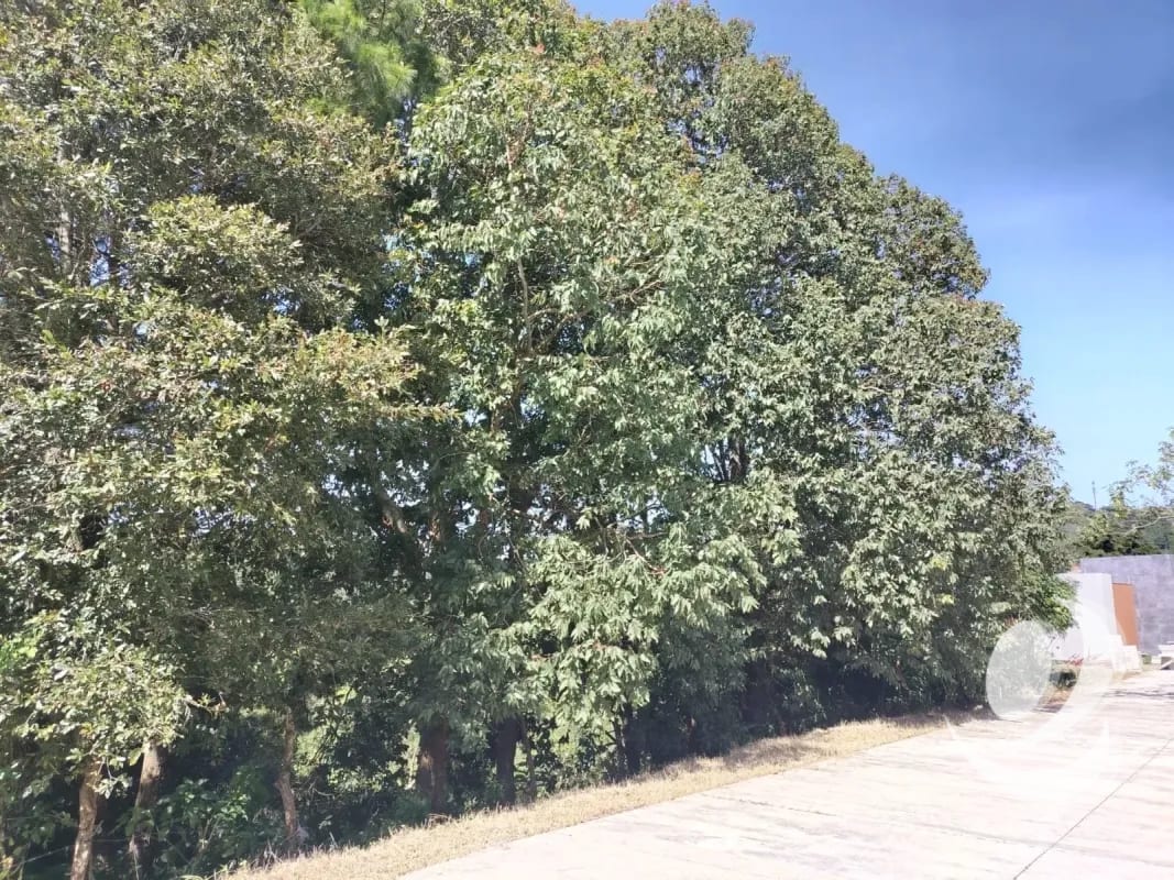 Vendo Terreno Condominio Sausalito, Fraijanes. — Terreno en Venta en Sausalito, Carretera a El Salvador, Guatemala, Ciudad — foto 6 de 16