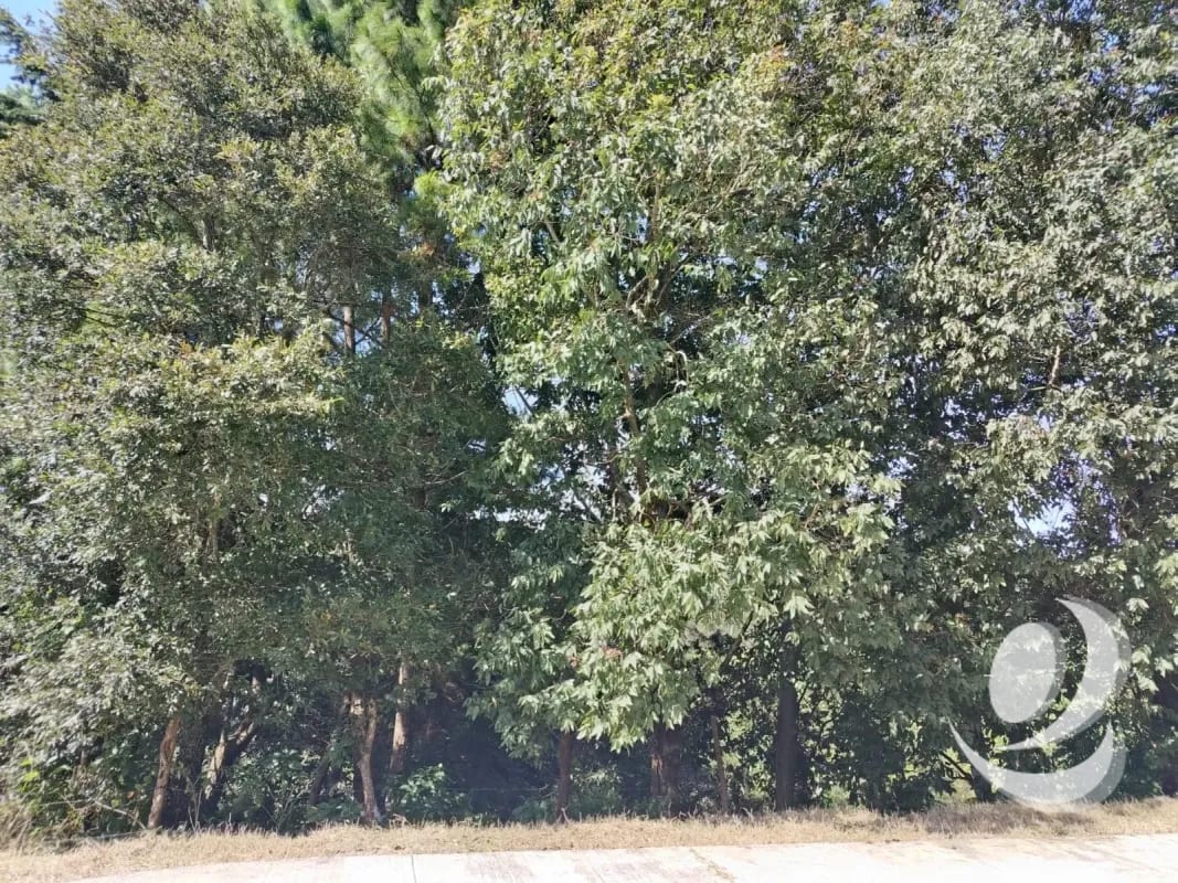 Vendo Terreno Condominio Sausalito, Fraijanes. — Terreno en Venta en Sausalito, Carretera a El Salvador, Guatemala, Ciudad — foto 3 de 16
