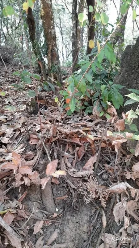 Terreno en Venta en El Encinal Zona 7 Mixco — Terreno en Venta en Zona 7 Mixco, Guatemala, Ciudad — foto 13 de 13