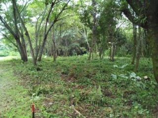 Venta de Terrenos en residencial, Casa y Campo. Carretera a el salvador km23.5 — Terreno en Venta en Campo Verde, Carretera a El Salvador, Guatemala, Ciudad — miniatura 3 de 8