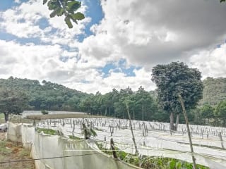 Terreno en venta zona 18 sector Las Tapias con 96 manzanas de extensión — Terreno en Venta en Zona 18, Guatemala, Ciudad — miniatura 4 de 6