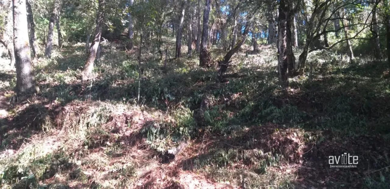 El Encinal, tronco 10.   Terreno de 4,460 varas en venta Q900,000 más impuestos, negociable — Terreno en Venta en El Encinal, Zona 7 Mixco, Guatemala, Ciudad — foto 5 de 9