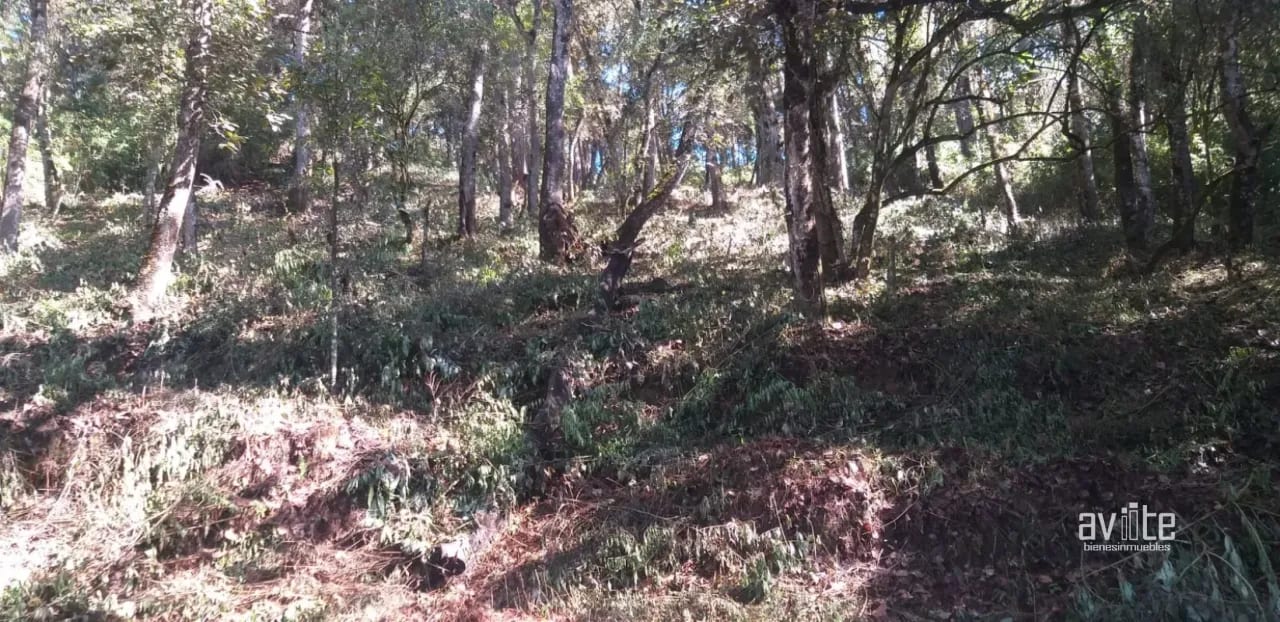 El Encinal, tronco 10.   Terreno de 4,460 varas en venta Q900,000 más impuestos, negociable — Terreno en Venta en El Encinal, Zona 7 Mixco, Guatemala, Ciudad — foto 6 de 9