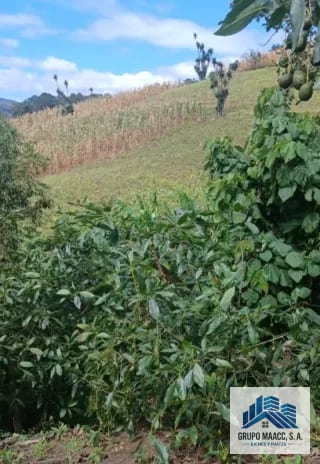 VENTA 2 FINCAS AGUACATE HASS EN PRODUCCIÓN — Finca en Venta en Patzicía, Chimaltenango — miniatura 1 de 4
