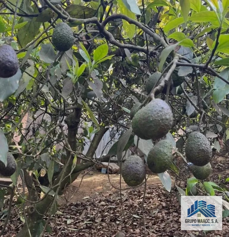 VENTA 2 FINCAS AGUACATE HASS EN PRODUCCIÓN — Finca en Venta en Patzicía, Chimaltenango — foto 3 de 4