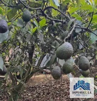 VENTA 2 FINCAS AGUACATE HASS EN PRODUCCIÓN — Finca en Venta en Patzicía, Chimaltenango — miniatura 3 de 4