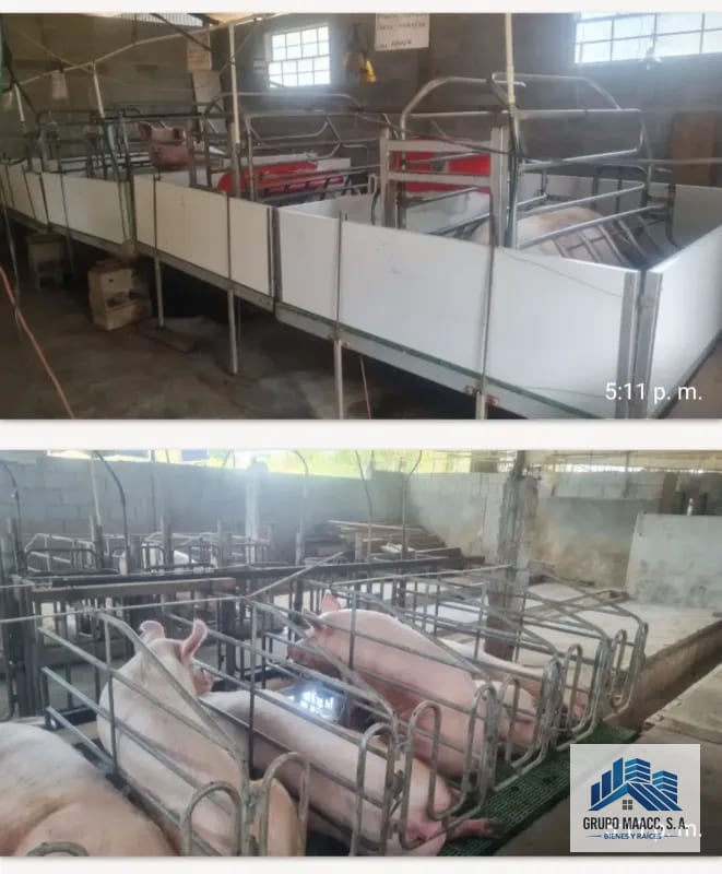 VENTA GRANJA PORCINA EN FUNCIONAMIENTO — Finca en Venta en Chimaltenango, Chimaltenango — foto 1 de 9