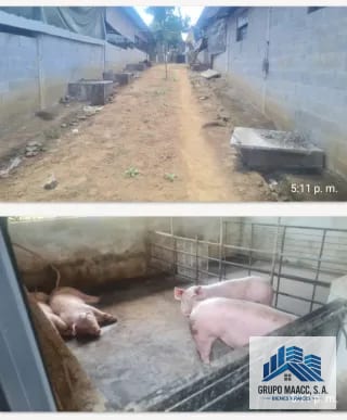 VENTA GRANJA PORCINA EN FUNCIONAMIENTO — Finca en Venta en Chimaltenango, Chimaltenango — miniatura 9 de 9