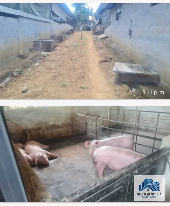VENTA GRANJA PORCINA EN FUNCIONAMIENTO — Finca en Venta en Chimaltenango, Chimaltenango — foto 9 de 9