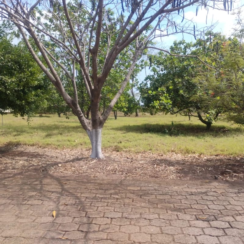 RE VENDO 2 TERRENOS EN PARQUE INDUSTRIAL, ESCUINTLA — Terreno en Venta en Escuintla, Escuintla — foto 1 de 4